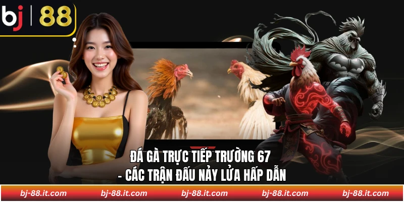 Đá gà trực tiếp trường 67