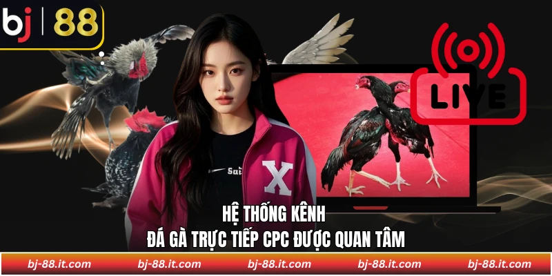 Hệ thống kênh đá gà trực tiếp CPC được quan tâm